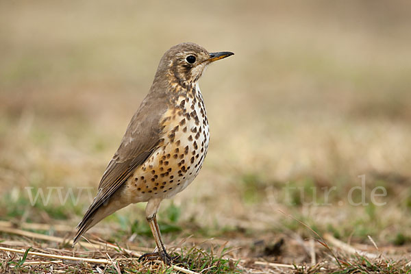 Äthiopiendrossel (Psophocichla simensis)