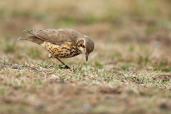 Äthiopiendrossel (Psophocichla simensis)