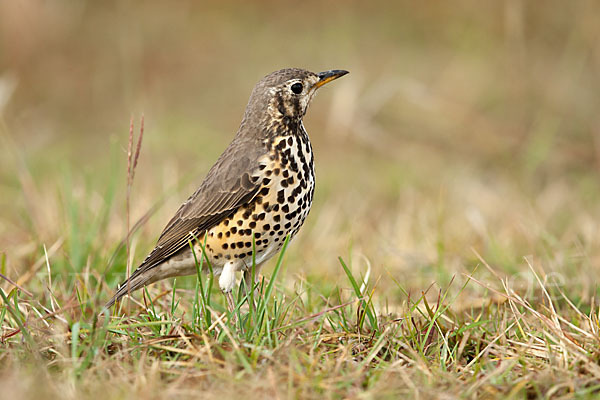 Äthiopiendrossel (Psophocichla simensis)