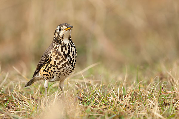 Äthiopiendrossel (Psophocichla simensis)