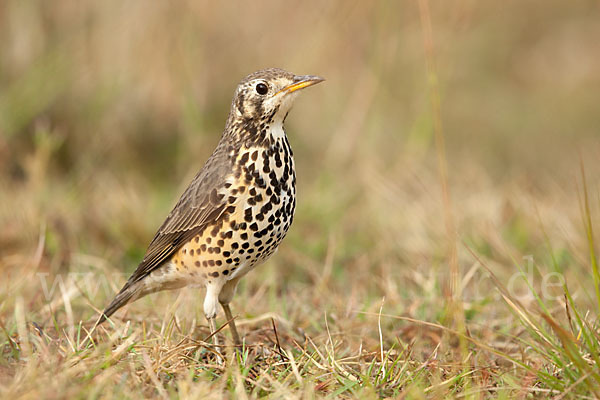 Äthiopiendrossel (Psophocichla simensis)