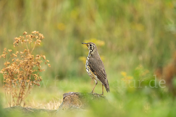 Äthiopiendrossel (Psophocichla simensis)