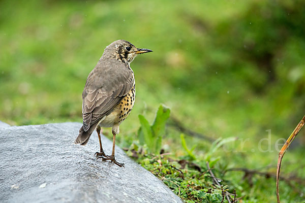 Äthiopiendrossel (Psophocichla simensis)