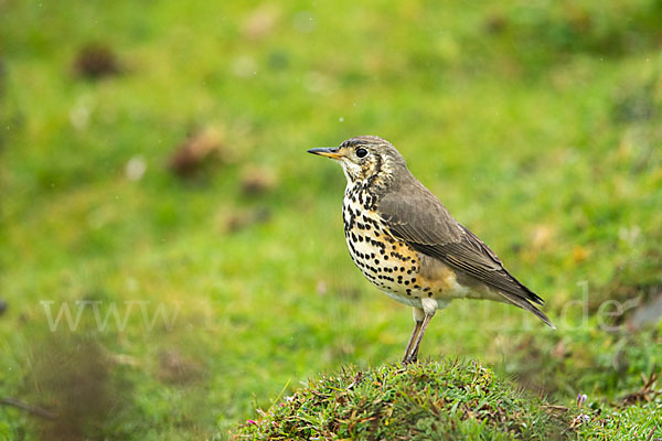 Äthiopiendrossel (Psophocichla simensis)