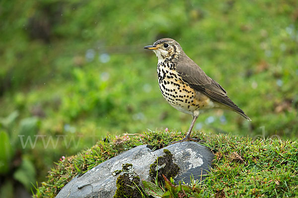 Äthiopiendrossel (Psophocichla simensis)