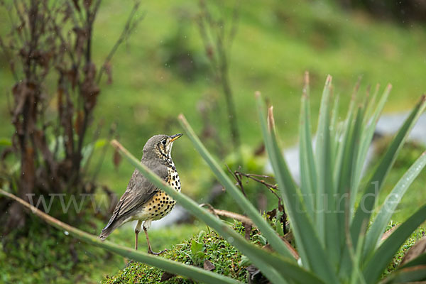 Äthiopiendrossel (Psophocichla simensis)