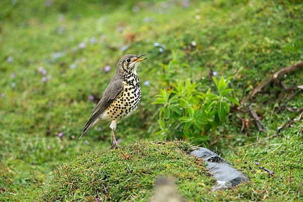 Äthiopiendrossel (Psophocichla simensis)