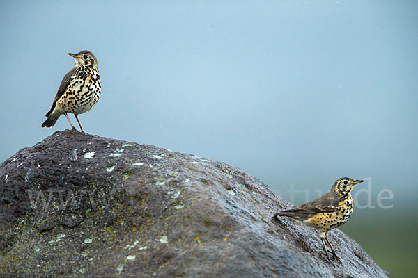 Äthiopiendrossel (Psophocichla simensis)