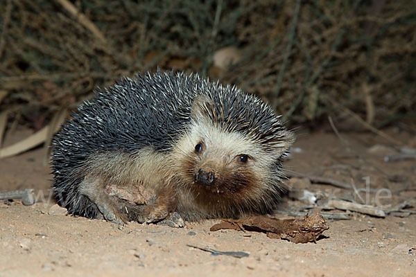 Äthiopischer Igel (Paraechinus aethiopicus)