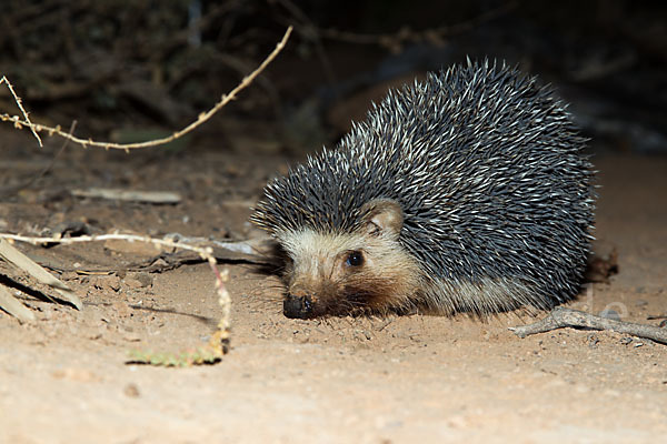 Äthiopischer Igel (Paraechinus aethiopicus)