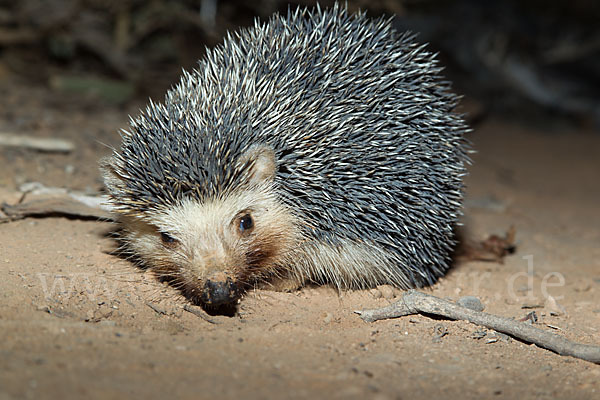 Äthiopischer Igel (Paraechinus aethiopicus)