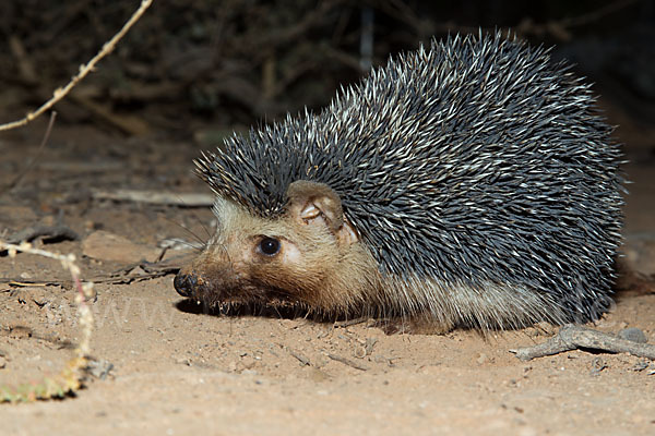 Äthiopischer Igel (Paraechinus aethiopicus)