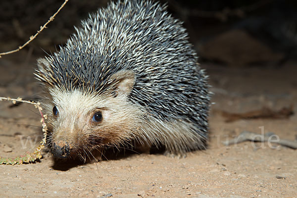 Äthiopischer Igel (Paraechinus aethiopicus)