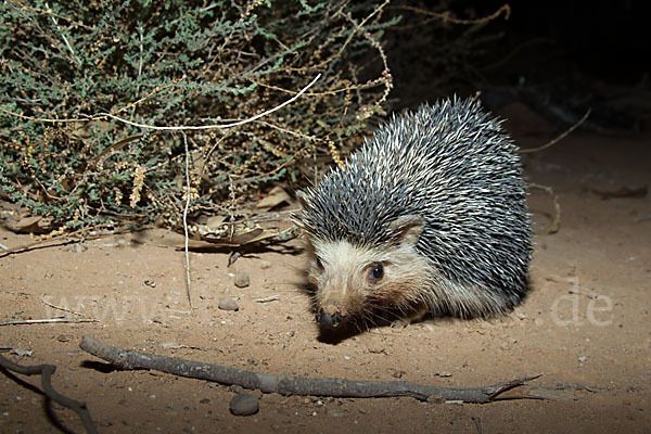 Äthiopischer Igel (Paraechinus aethiopicus)