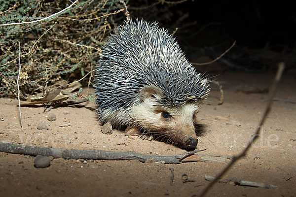 Äthiopischer Igel (Paraechinus aethiopicus)