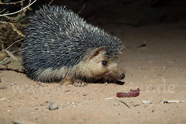 Äthiopischer Igel (Paraechinus aethiopicus)