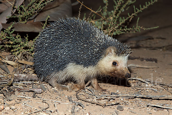 Äthiopischer Igel (Paraechinus aethiopicus)