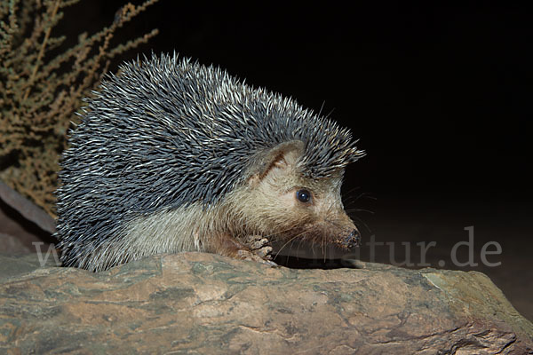 Äthiopischer Igel (Paraechinus aethiopicus)