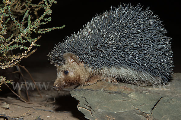 Äthiopischer Igel (Paraechinus aethiopicus)