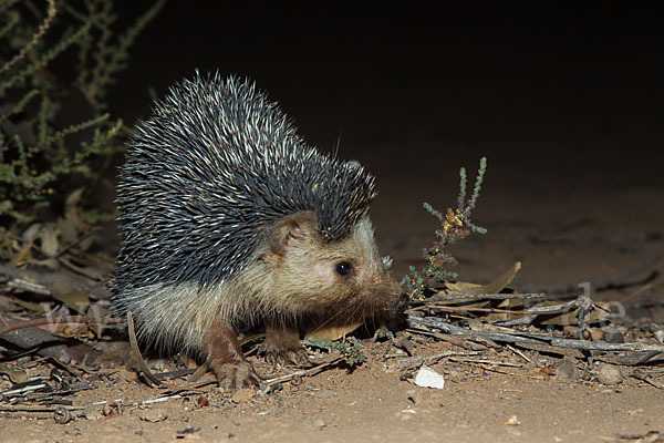 Äthiopischer Igel (Paraechinus aethiopicus)