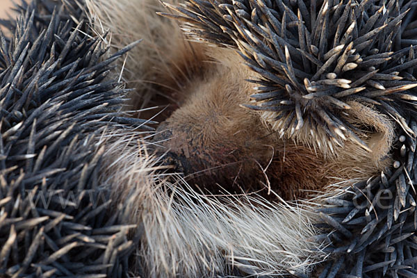 Äthiopischer Igel (Paraechinus aethiopicus)