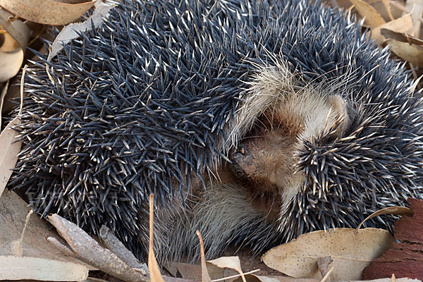 Äthiopischer Igel (Paraechinus aethiopicus)