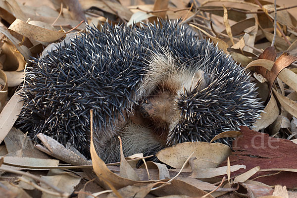 Äthiopischer Igel (Paraechinus aethiopicus)