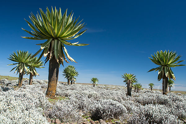 Äthiopischer Schopfrosettenbaum (Lobelia rhynchopetalum)