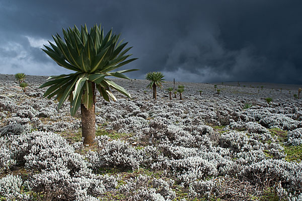 Äthiopischer Schopfrosettenbaum (Lobelia rhynchopetalum)