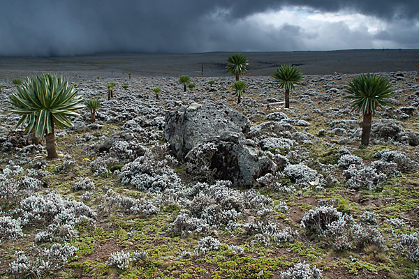 Äthiopischer Schopfrosettenbaum (Lobelia rhynchopetalum)