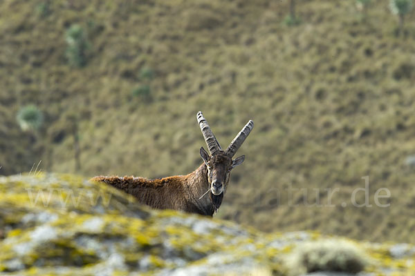 Äthiopischer Steinbock (Capra walie)