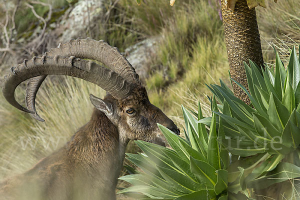 Äthiopischer Steinbock (Capra walie)