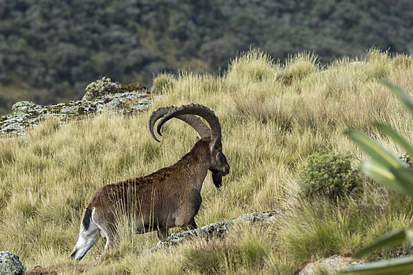 Äthiopischer Steinbock (Capra walie)