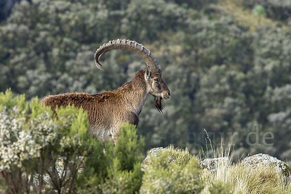 Äthiopischer Steinbock (Capra walie)