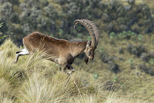 Äthiopischer Steinbock (Capra walie)