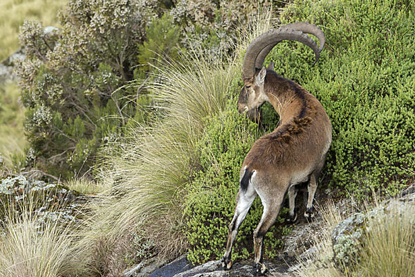 Äthiopischer Steinbock (Capra walie)