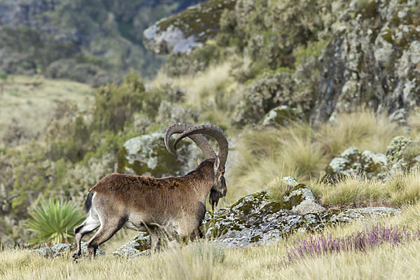 Äthiopischer Steinbock (Capra walie)