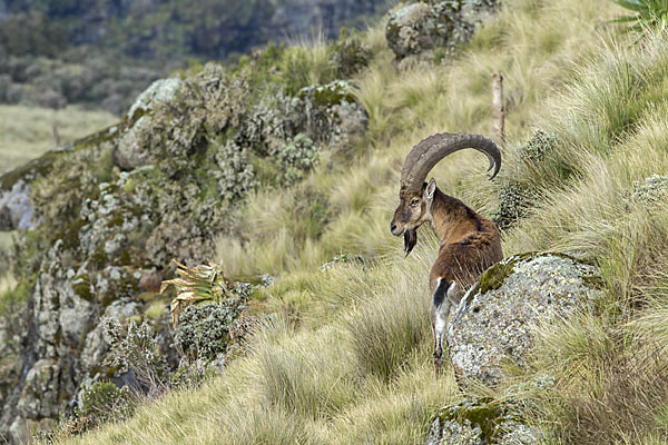 Äthiopischer Steinbock (Capra walie)