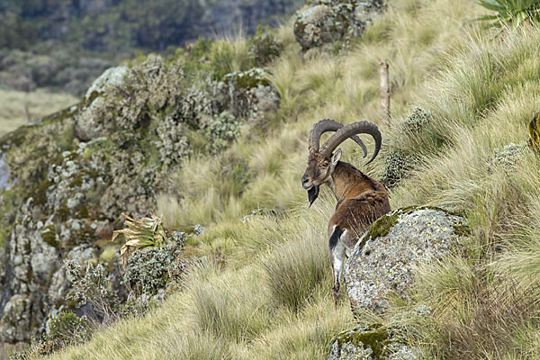 Äthiopischer Steinbock (Capra walie)