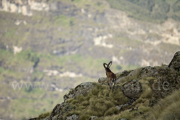 Äthiopischer Steinbock (Capra walie)