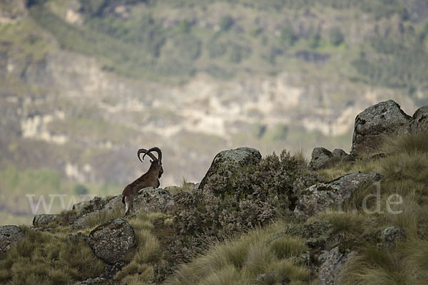 Äthiopischer Steinbock (Capra walie)