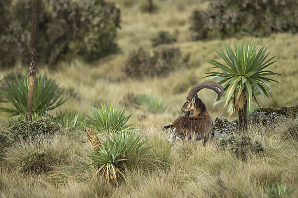 Äthiopischer Steinbock (Capra walie)