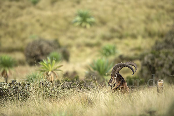 Äthiopischer Steinbock (Capra walie)