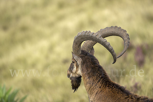 Äthiopischer Steinbock (Capra walie)