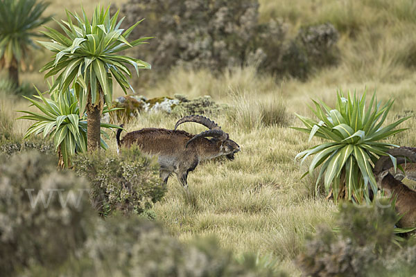 Äthiopischer Steinbock (Capra walie)