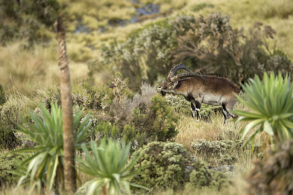 Äthiopischer Steinbock (Capra walie)