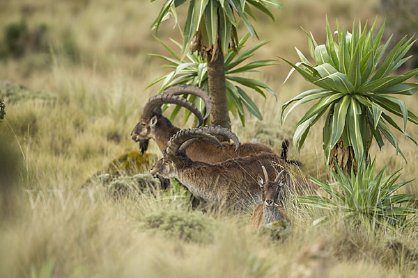 Äthiopischer Steinbock (Capra walie)