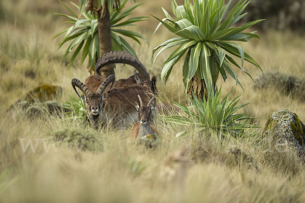 Äthiopischer Steinbock (Capra walie)