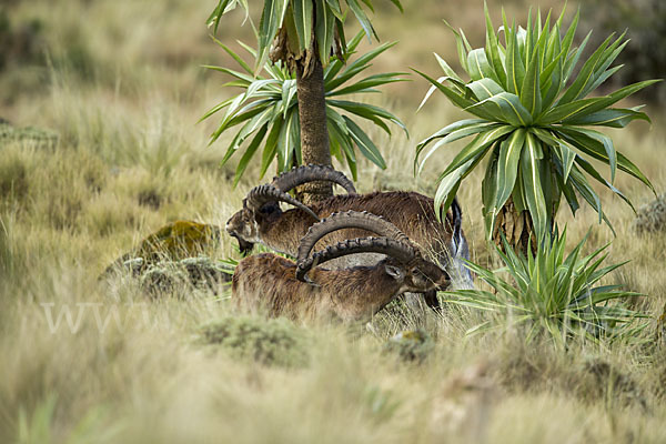 Äthiopischer Steinbock (Capra walie)