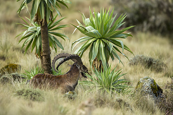 Äthiopischer Steinbock (Capra walie)